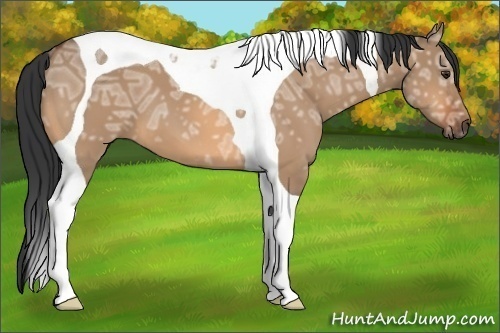 Horse Color: Bay Ice Dun Tobiano 