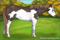 Horse Color:Liver Chestnut Splash Frame Rabicano 