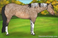 Horse Color:Bay Ice Dun Tobiano 
