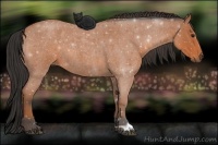 Horse Color:Bay Roan 