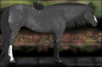 Horse Color:Blue Roan 