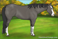 Horse Color:Grullo Splash 