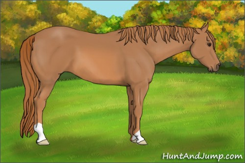 Horse Color: Unknown 