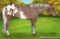 Horse Color:White Spotted Silver Bay Tobiano Appaloosa Rabicano