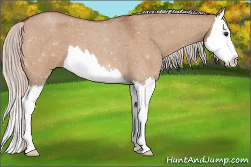 Horse Color: Silver Bay Roan Dun Splash 