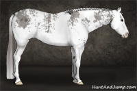 Horse Color:White Spotted Grullo Splash Appaloosa 