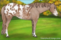 Horse Color:Chestnut Sabino Appaloosa 