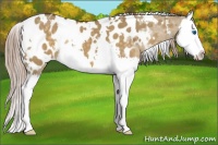 Horse Color:White Spotted Chocolate Palomino Dun Splash Appaloosa 
