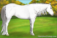 Horse Color:Bay Splash Tobiano Frame Leopard 