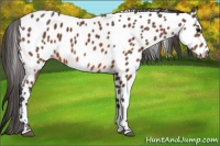 Horse Color:Bay Sabino Near Leopard 