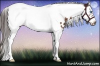 Horse Color:Brown Roan Splash Tobiano Frame Near Leopard 
