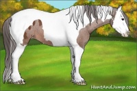 Horse Color:Bay Splash Tobiano Appaloosa 