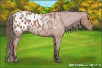 Horse Color:Bay Roan Appaloosa 