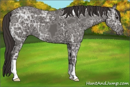 Horse Color: Smoky Black Ice 
