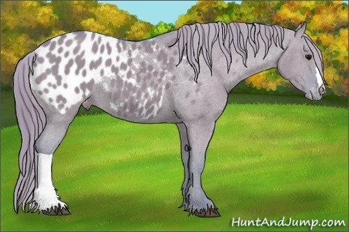 Horse Color: Watercolor Grullo Blanket 
