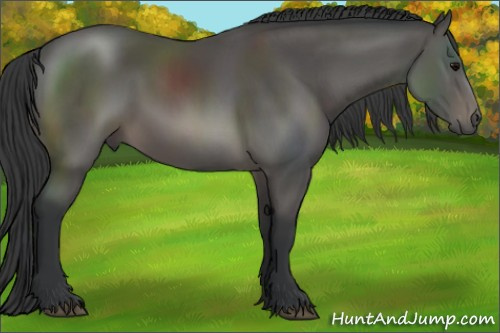 Horse Color: Black Rabicano 