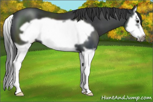 Horse Color: Black Splash Frame 