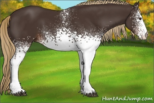 Horse Color: White Spotted Liver Chestnut Rabicano 