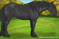 Horse Color:Black 