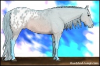 Horse Color:Watercolor Brown Dun Appaloosa 