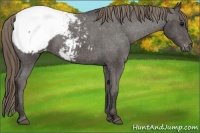 Horse Color:Smoky Black Appaloosa 
