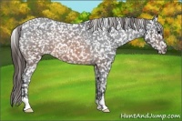 Horse Color:Brown Roan Appaloosa 