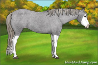 Horse Color:Buckskin Splash Snowcap 