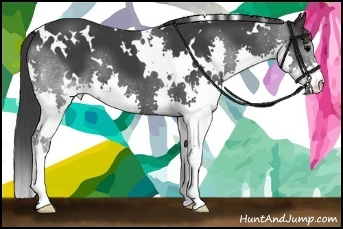 Horse Color: White Spotted Black Splash 