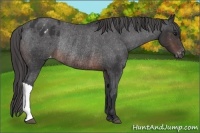 Horse Color:Brown Appaloosa Rabicano 