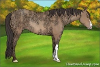 Horse Color:Amber Champagne Ice Rabicano 