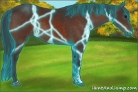 Horse Color:Thunderstruck Bay 