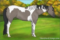Horse Color:Grullo Tobiano 