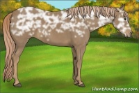 Horse Color:Chocolate Palomino Ice Sabino 