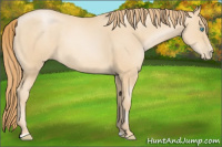 Horse Color:Buckskin Pearl Sabino 