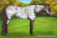 Horse Color:Liver Chestnut Near Leopard 