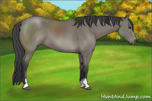 Horse Color: Black Sabino 
