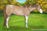 Horse Color:Black Pearl Sabino 
