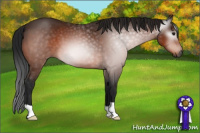 Horse Color:Gray Bay 