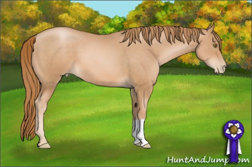 Horse Color: Chestnut Pearl 