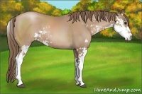 Horse Color:Black Pearl Sabino 