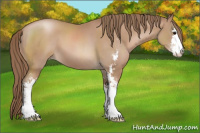 Horse Color:Black Pearl Sabino