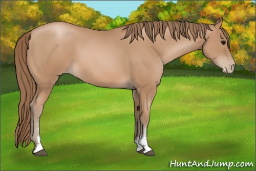 Horse Color: Black Pearl Sabino 
