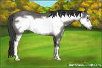 Horse Color:Black Sabino Frame Rabicano 