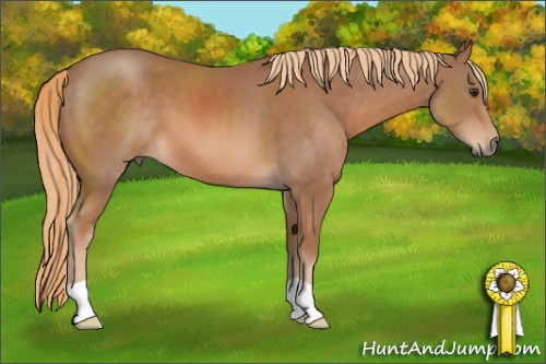 Horse Color: Chestnut 