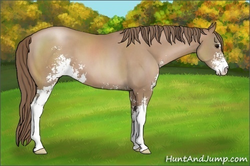 Horse Color: Black Pearl Sabino 