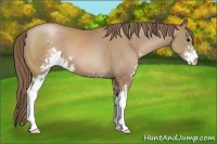 Horse Color:Black Pearl Sabino