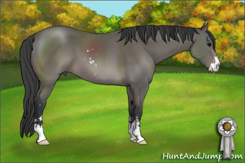 Horse Color: Black Sabino 