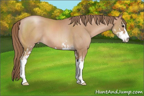 Horse Color: Black Pearl Sabino 