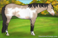 Horse Color:Brown Dun Sabino Frame Rabicano