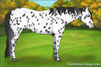 Horse Color:White Spotted Brown Near Leopard 